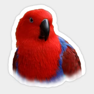 Beautiful Lady in Red Eclectus Parrot Sticker